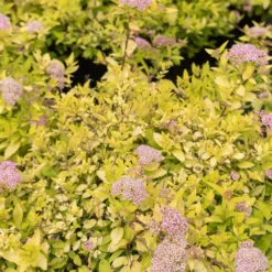 Japanischer Spierstrauch 'Goldmound' - Goldlaub sofort im Garten