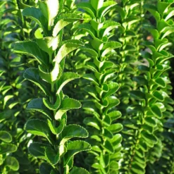 Japanischer Spindelstrauch 'Green Spire' - Grüne Wand im Handumdrehen