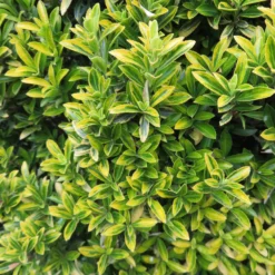 Japanischer Spindelstrauch 'Microphyllus Aureovariegatus' - Goldglanz das ganze Jahr