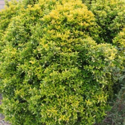 Japanischer Spindelstrauch 'Microphyllus Aureovariegatus' - Goldglanz das ganze Jahr
