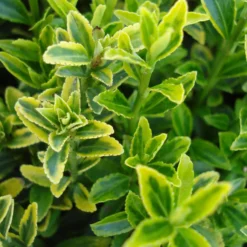Japanischer Spindelstrauch 'Microphyllus Aureovariegatus' - Goldglanz das ganze Jahr