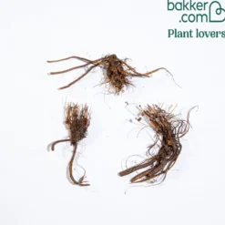Japanischer Wiesenknopf (x3) - Zarte Blütenwolke im Beet