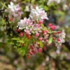 Japanischer Zierapfel - Blütenwolke im Frühling