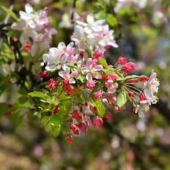 Japanischer Zierapfel - Blütenwolke im Frühling
