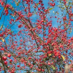 Japanischer Zierapfel - Blütenwolke im Frühling