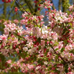 Japanischer Zierapfel - Blütenwolke im Frühling