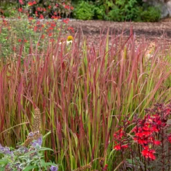 Japanisches Blutgras 'Red Baron' - Feuerrotes Gras, sofort schön