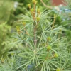 Japanische Schirmtanne - Grüner Blickfang für immer