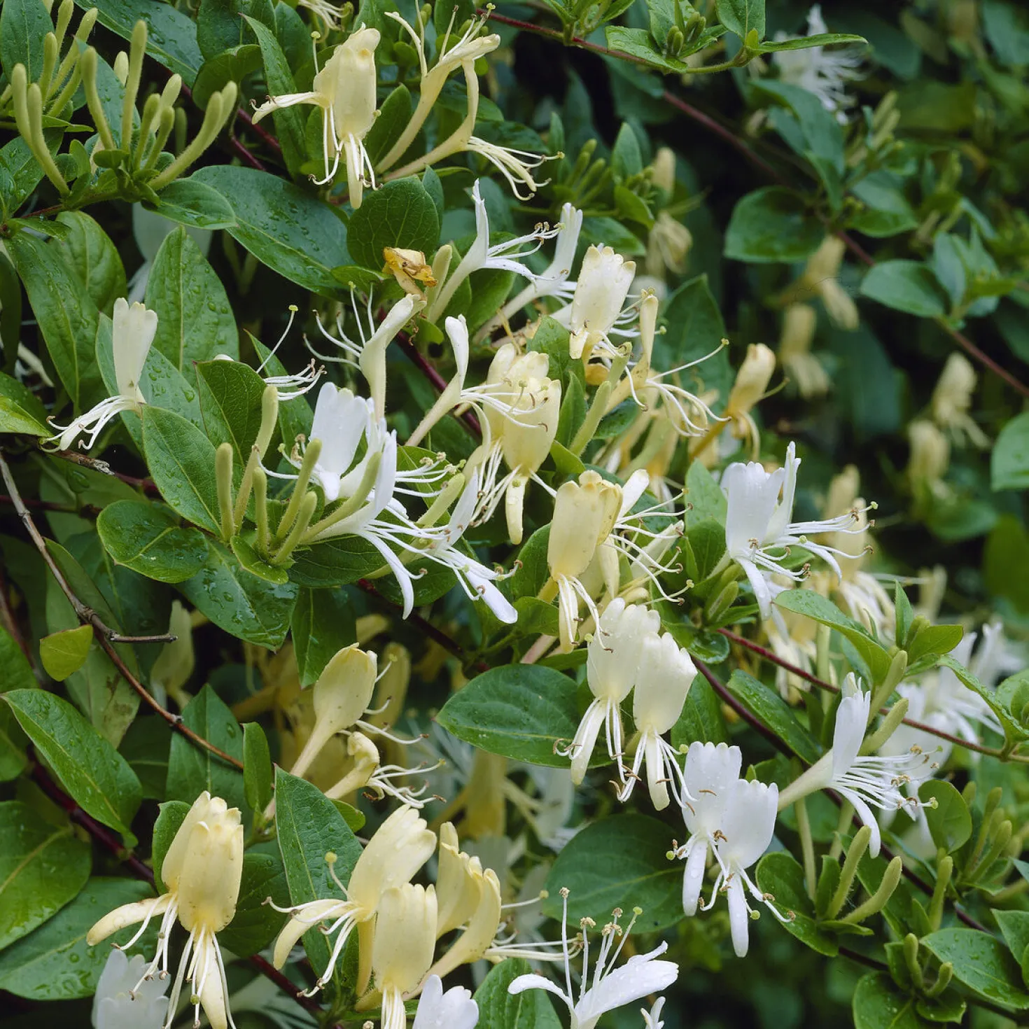 Japanisches Geißblatt ‘Halliana’ - Duftwand in einer Saison