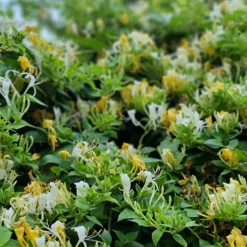 Japanisches Geißblatt ‘Halliana’ - Duftwand in einer Saison