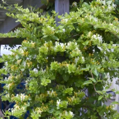 Japanisches Geißblatt ‘Halliana’ - Duftwand in einer Saison