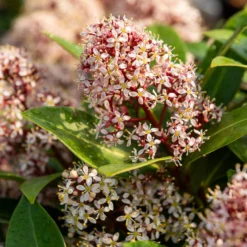 Japanische Skimmia Rubella - Farbe den ganzen Winter