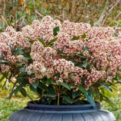 Japanische Skimmia Rubella - Farbe den ganzen Winter
