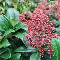 Japanische Skimmia Rubella - Farbe den ganzen Winter