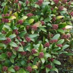 Japanische Skimmia Rubella - Farbe den ganzen Winter