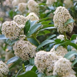 Japanische Skimmie - Farbe im Winter garantiert