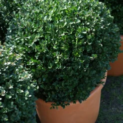 Japanische Stechpalme 'Dark Green'® - Buchsbaum-Ersatz ohne Sorgen