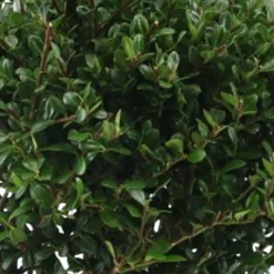 Japanische Stechpalme 'Dark Green'® - Buchsbaum-Ersatz ohne Sorgen