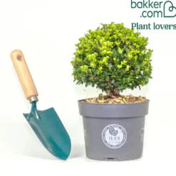 Japanische Stechpalme 'Dark Green'® - Buchsbaum-Ersatz ohne Sorgen