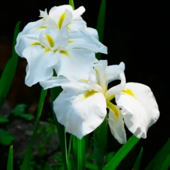 Japanische Sumpf-Schwertlilie White Ladies - Weiße Eleganz am Wasser