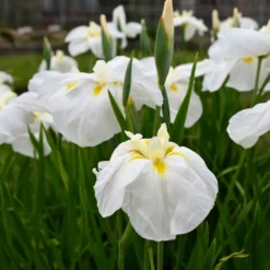 Japanische Sumpf-Schwertlilie White Ladies - Weiße Eleganz am Wasser