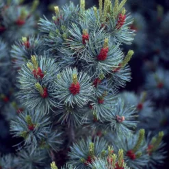 Japanische Weißkiefer ‘Negishi’ - Japan-Stil sofort im Garten