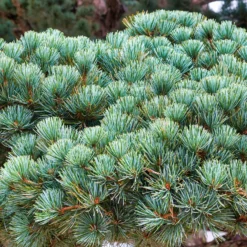 Japanische Weißkiefer ‘Negishi’ - Japan-Stil sofort im Garten