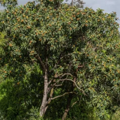 Japanische Wollmispel - Exotische Früchte im Garten