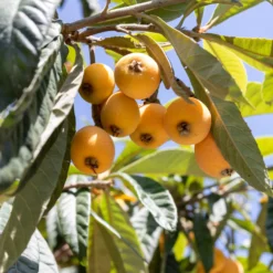 Japanische Wollmispel - Exotische Früchte im Garten
