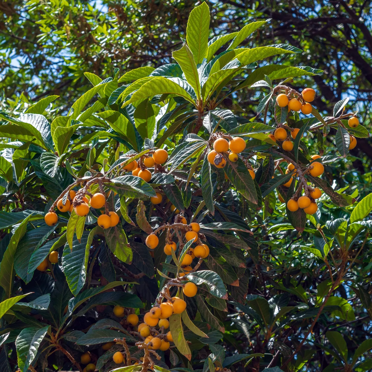 Japanische Wollmispel - Exotische Früchte im Garten