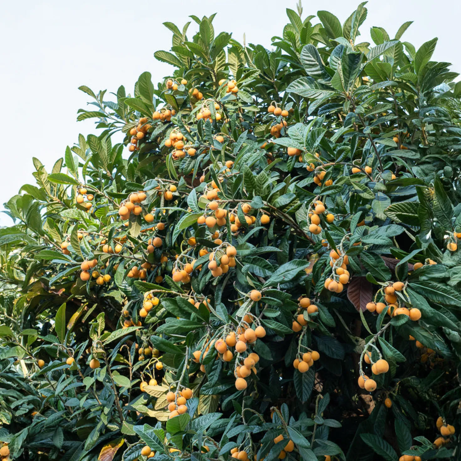 Japanische Wollmispel - Exotische Früchte im Garten