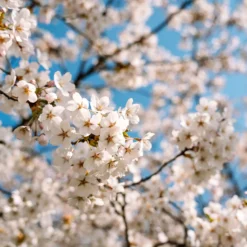 Japanische Zierkirsche Brillant - Weiße Blütenwolke im Frühling