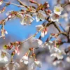 Japanische Zierkirsche ‘Kojo-no-mai’ - Blütenzauber im Miniformat