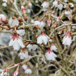 Japanische Zierkirsche ‘Kojo-no-mai’ - Blütenzauber im Miniformat