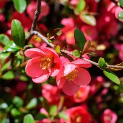 Japanische Zierquitte - Frühlingsfarbe ohne Aufwand