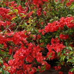 Japanische Zierquitte - Frühlingsfarbe ohne Aufwand
