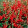 Japanische Zierquitte Rubra - Feuerrote Blüten im März