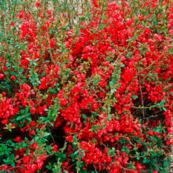 Japanische Zierquitte Rubra - Feuerrote Blüten im März
