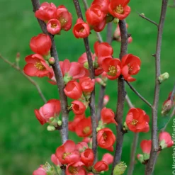 Japanische Zierquitte Rubra - Feuerrote Blüten im März