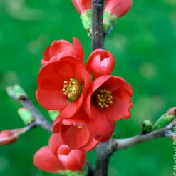 Japanische Zierquitte Rubra - Feuerrote Blüten im März