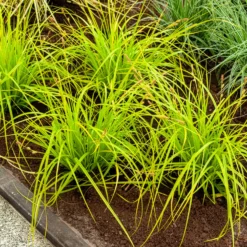 Japan-Segge Everillo - Sofort leuchtende Farbe