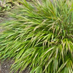 Japanwaldgras ‘Nicolas’ - Herbstfarben ohne Aufwand