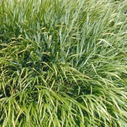 Japanwaldgras - Sanftes Grün für den Schatten