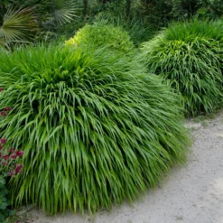 Japanwaldgras - Sanftes Grün für den Schatten