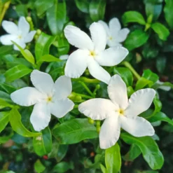 Jasmin - Duft und Blüten sofort