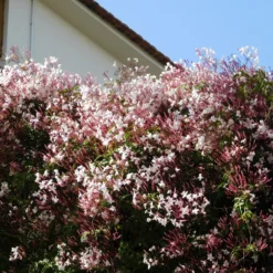 Jasmin - Duft und Blüten sofort