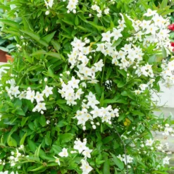 Jasmin-Nachtschatten (Solanum jasminoides) - Blüten den ganzen Sommer