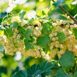 Johannisbeere Blanka (x2) - Weiße Beeren ohne Aufwand