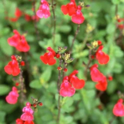 Johannisbeer-Salbei Grahamii - Blüht bis in den Herbst
