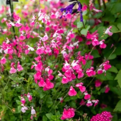 Johannisbeer-Salbei Pink Dream - Rosa Blüten den ganzen Sommer